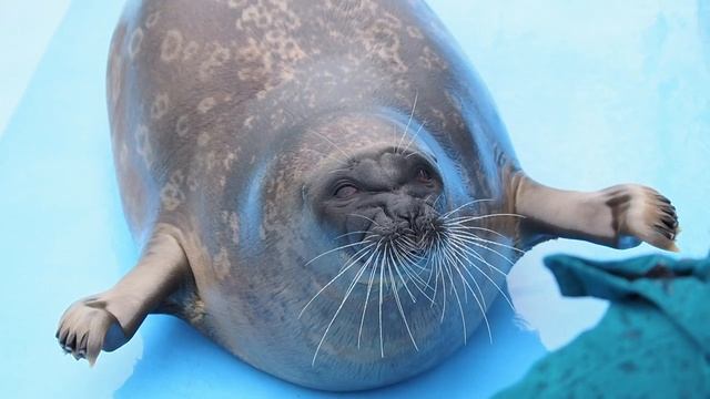 Кормление Кацунори