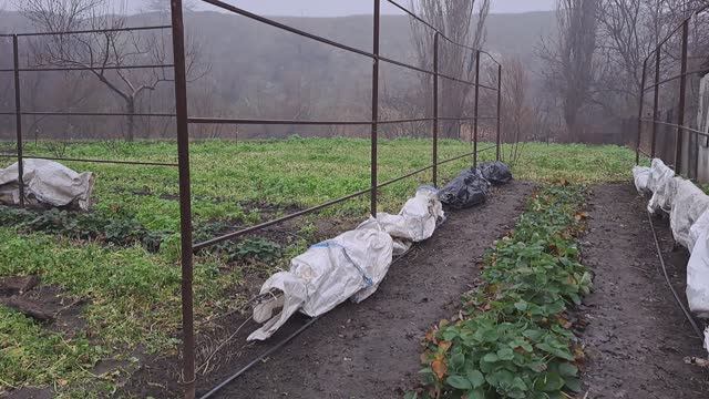 Осенние искореняющие обработки сада и укрытие винограда.Теплицу мою. К зиме готова !!! смотреть онлайн