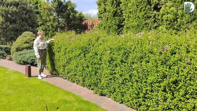 Видео журнал "СОФ №111" РУССКИЙ САД с итальянским акцентом. Цветение пионов смотреть онлайн