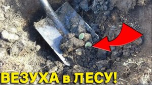 КУЧА НАХОДОК на Лопате, Везучий КОП в Старом ЛЕСУ и Давно Так не ФАРТИЛО!
