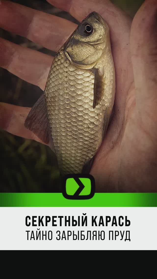 Секретный карась