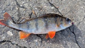 Окунь с Химкинского водохранилища. 30.11.2025.