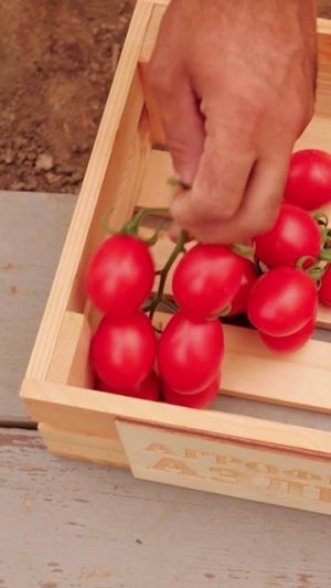 Суперсладкий ранний черри томат!