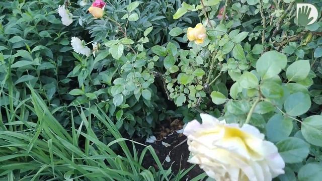 Видео журнал "СОФ №117" ДИЗАЙН+УХОД и сад в отличной форме! смотреть онлайн