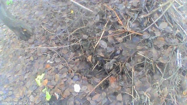 Наша малая компостная куча в декабре 2025