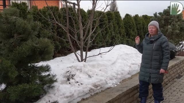 Видео журнал "СОФ №119" ОБРЕЗКА. Весенняя диагностика и садовая терапия. смотреть онлайн