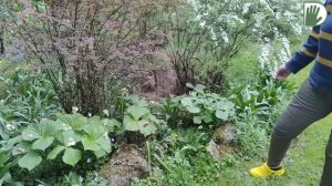 Видео журнал "СОФ №99.5"  МАЛЕНЬKИЙ ВЕСЕННИЙ ШЕДЕВР. Цветущий сад коллекционера в середине мая