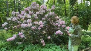Видео журнал "СОФ №150" - РОДОДЕНДРОНЫ. Надежные сорта и секреты пышного цветения.