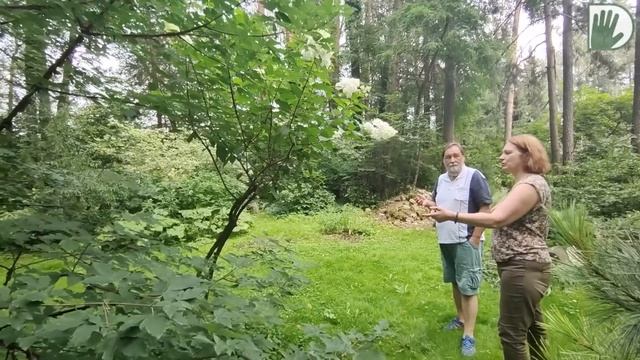 Видео журнал "СОФ №109" О ГОРТЕНЗИЯХ в дизайне и в структуре сада смотреть онлайн