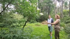 Видео журнал "СОФ №109" О ГОРТЕНЗИЯХ в дизайне и в структуре сада