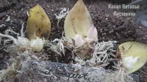 Город до 30.11.25. Чешуйкование лилий кудреватых (мартагонов), кипарисовик, птицы галки