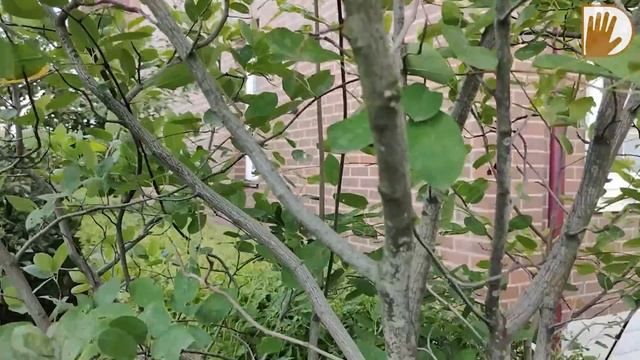 "САДЫ со ВКУСОМ" от Ирины Сахаровой. МАЛЕНЬКИЙ и КРАСИВЫЙ САДИК на 3-х сотках. смотреть онлайн