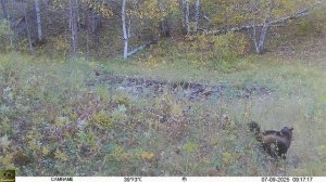 Осенняя фотоловушка