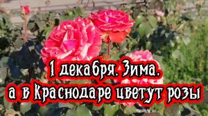 1 декабря.Зима, а в Краснодаре цветут розы