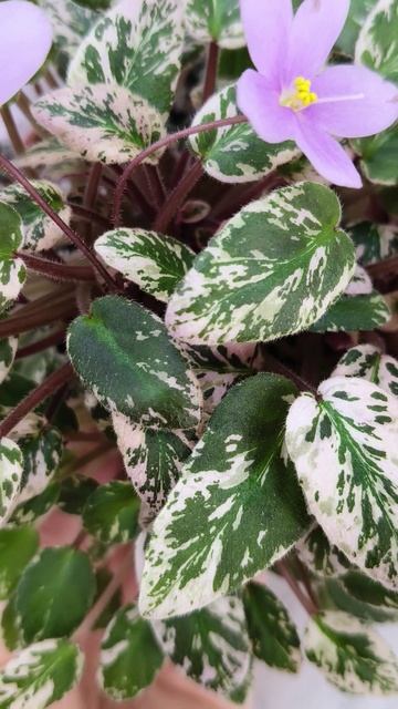 Фиалка трейлер Adeara