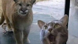 Приколы с котами. Смешные видео.