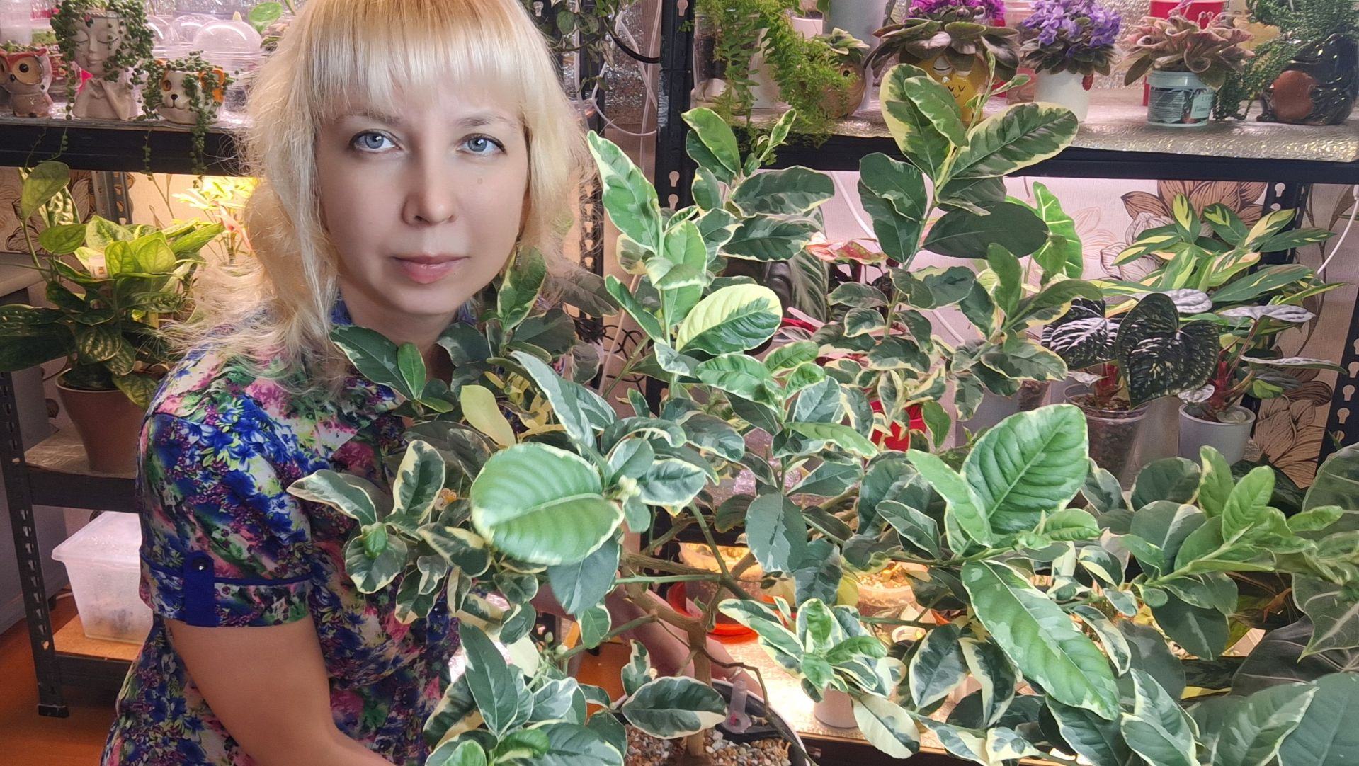 Вариегатный лайм на автополиве, пересадка смотреть онлайн