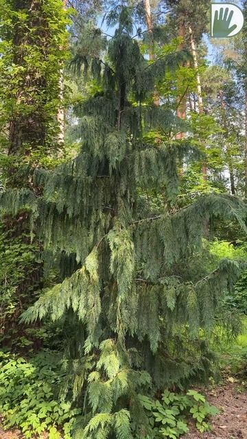 Кипарисовик нутканский «Пендула» #дача #ландшафтныйдизайн #сад #design #garden #растения смотреть онлайн