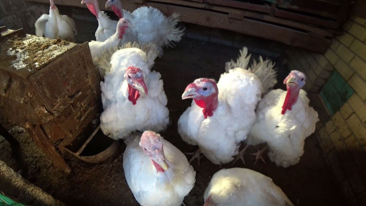 Условия содержания взрослых индюков смотреть онлайн