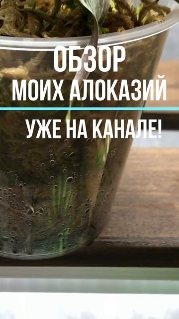 Обзор всех моих алоказий (22+) уже на канале! #alocasia #алоказия #растения #редкие #вариегатные