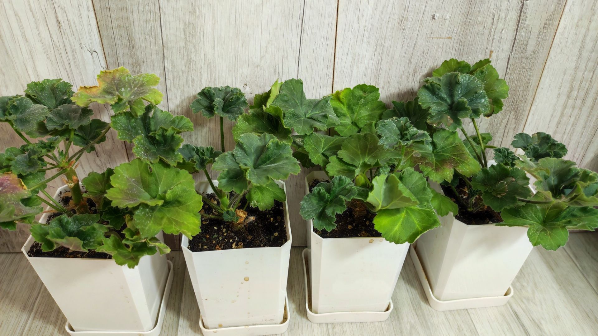 Срочно в Декабре СДЕЛАЙ ТАК с ГЕРАНЬЮ и вот зачем... смотреть онлайн