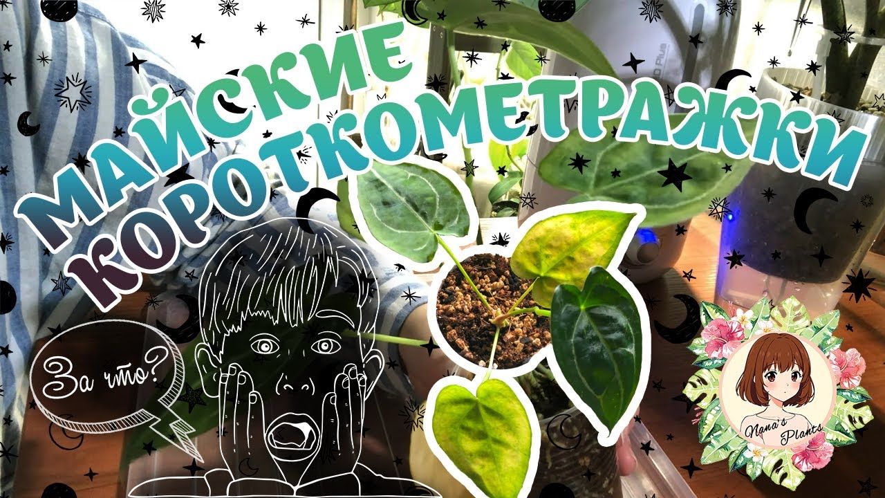 ДЕЛА ПЕРЕСАДОЧНЫЕ: МАЙСКАЯ КОРОТКОМЕТРАЖКА «АНТУРИУМУ НЕХОРОШО» #пересадка #антуриум
