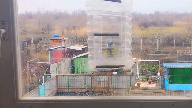 Открытие сезона кормушки 2025-2026.Много синиц и полевой воробей 1 декабря