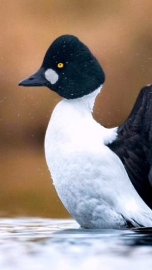 9:16 4к Обои на телефон Утки и Лысухи