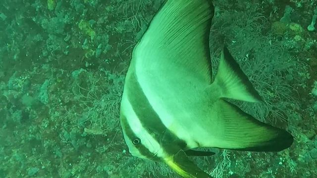 "Однажды на Мальдивах" или "Петля Нестерова"