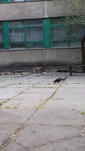 Голубь ухаживает за голубкой