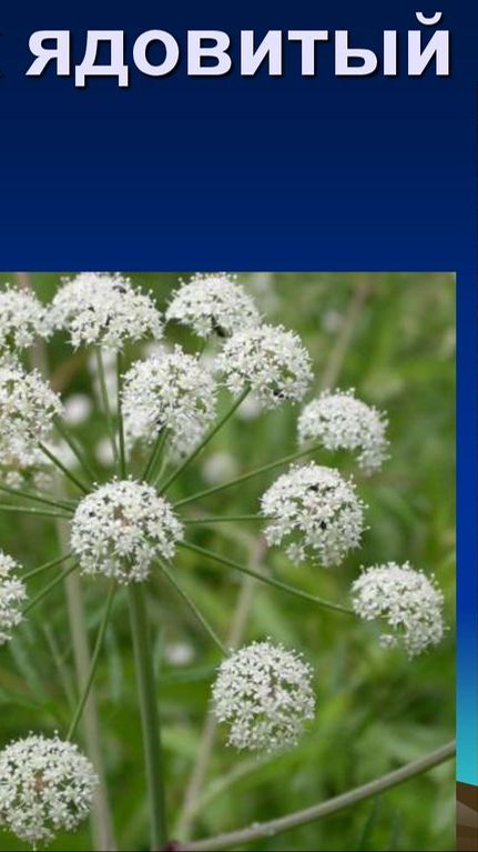 Вёх ядовитый (лат. Cicuta virosa) Поделись со всеми! смотреть онлайн