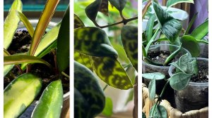 Пополнила коллекцию!