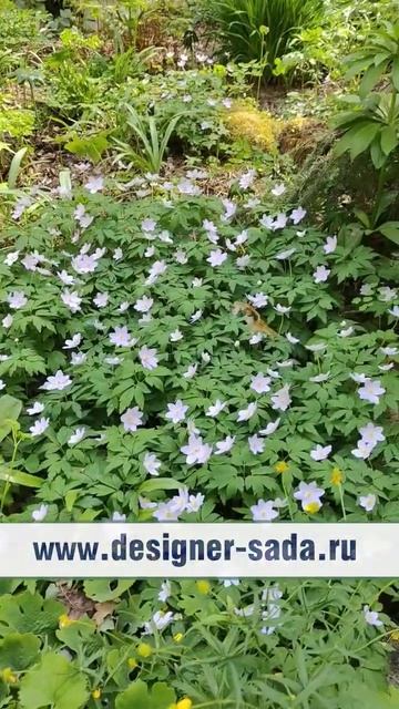 САД ВЕСНОЙ БЕЗ ЛУКОВ. КАК? #garden #дизайн #ландшафтныйдизайн #design #уходзасадом смотреть онлайн