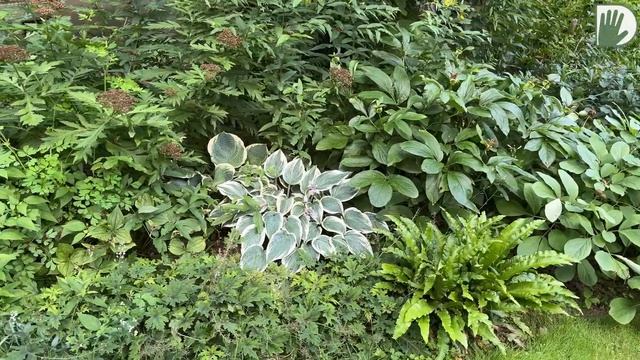 Видео журнал "СОФ №127" Цветущий сад. ФЛОКСЫ и ГОРТЕНЗИИ в дизайне сада и цветников. смотреть онлайн