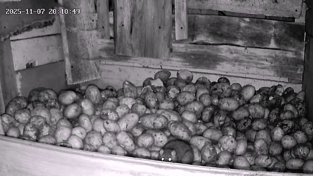 Грызун в Погребе Поедает Картофель.