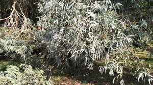 Парк Южные культуры в Сириусе. Адлер