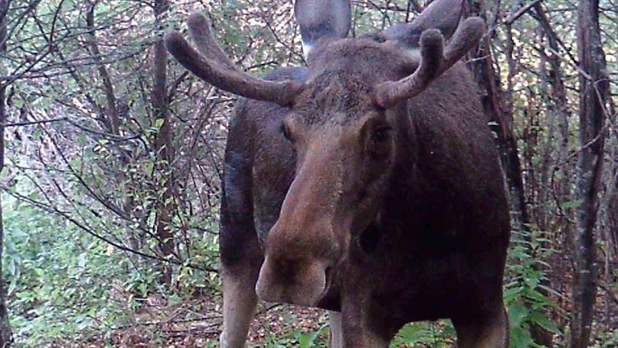 Лоси в объективе, лучшие кадры с фотоловушек / Фотоловушка в лесу