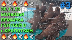 🔥🕊🔥 Большая ярмарка голубей в г.Кропоткин. Птичий рынок 30.11.25. Часть 3. Pigeons Fair.