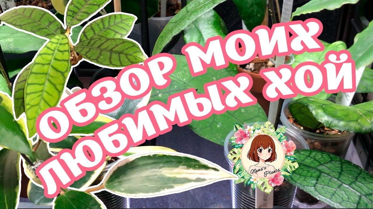 ОБЗОР МОИХ ЛЮБИМЫХ ХОЙ: САМЫЕ КРАСИВЫЕ И БЛАГОДАРНЫЕ #обзор #хойя #hoya