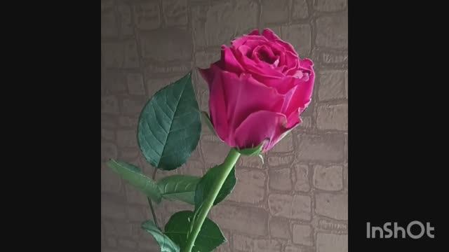 Влог 28.11.25-01.12.25 праздники и немного о вязании