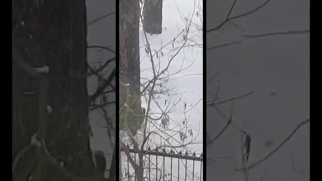 Эта белочка настоящая акробатка! смотреть онлайн