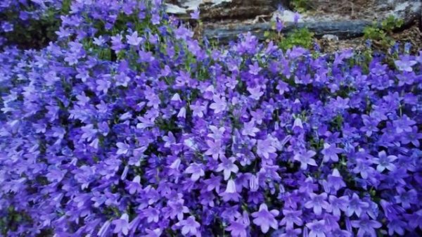 England - Looe Village Walk: Peaceful Early Morning in Cornwall