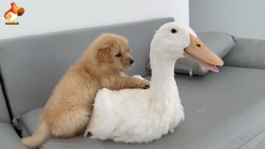 Утята и Цыплята - Кошки и котята, Собаки и щенята (320 Хвостики да Усики ❣️