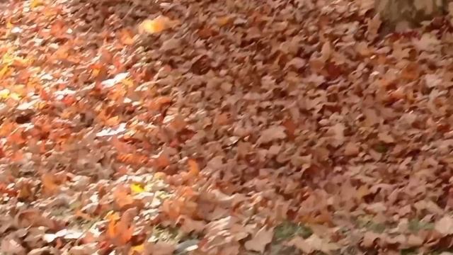 РЫЖАЯ ОСЕНЬ В РЫЖИХ НОСОЧКАХ смотреть онлайн