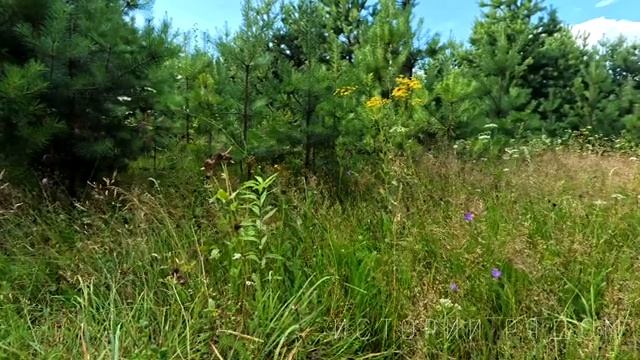 Сила гордой женщины. смотреть онлайн