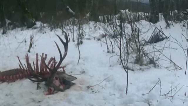 Видео фото ловушки смотреть онлайн