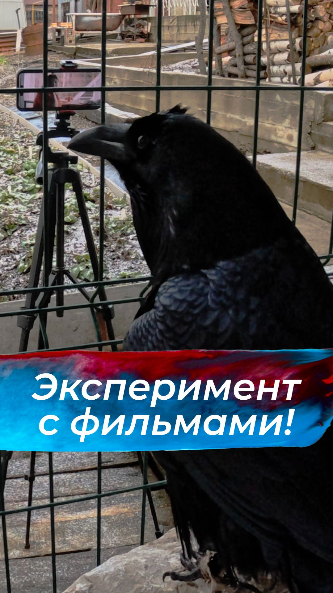 Подробнее тут: смотреть онлайн