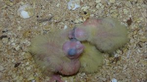 Размножение попугаев в сильные морозы?