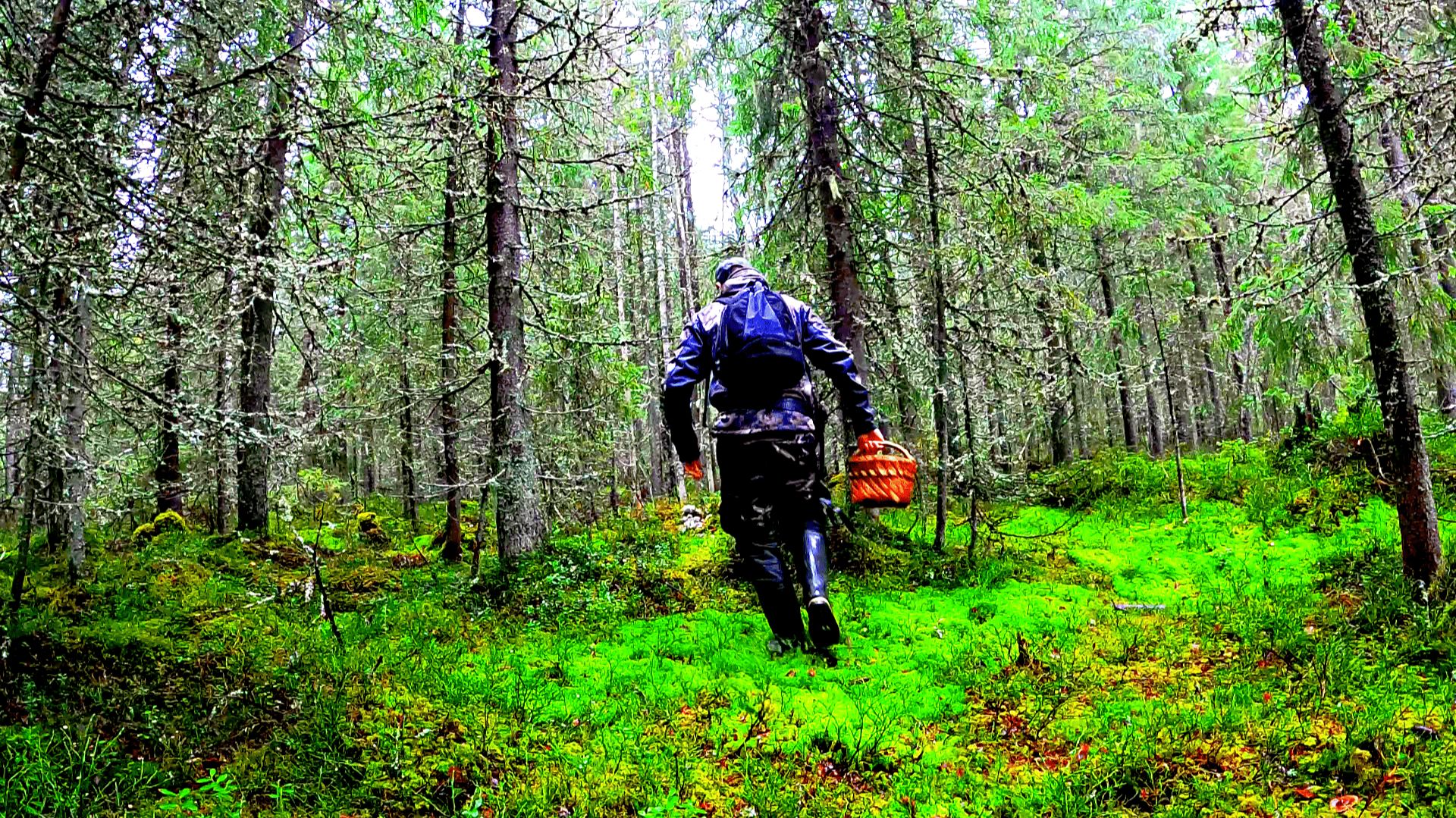 Грибник зашел в ЕЛИ и стал ЗАИКАТЬСЯ! Гриб на грибе, руки устали резать! Грибы Лес Сказочная Карелия смотреть онлайн