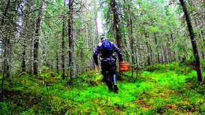 Грибник зашел в ЕЛИ и стал ЗАИКАТЬСЯ! Гриб на грибе, руки устали резать! Грибы Лес Сказочная Карелия